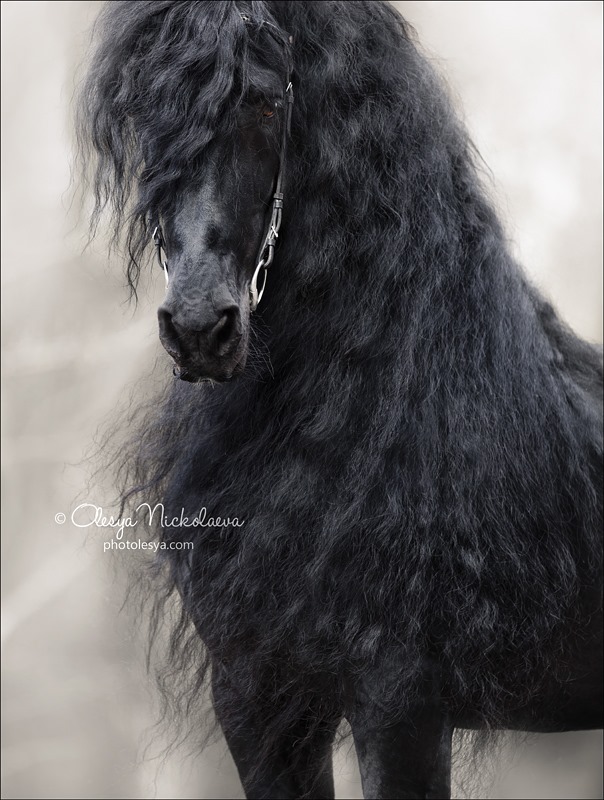 Friesian stallion Altair